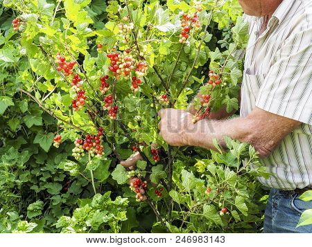 Caucasian Man Picking Redcurrants Gooseberries Ribes Rubrum In The Orchard During Summer, France