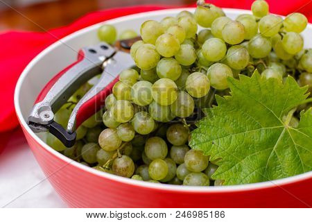White Wine Grapes Riesling, Ready To Harvest And Making Wine
