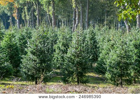 Christmas Tree Plantation In The Netherlands, Nordmann Fir Ready To Be Sold On Christmas Markt