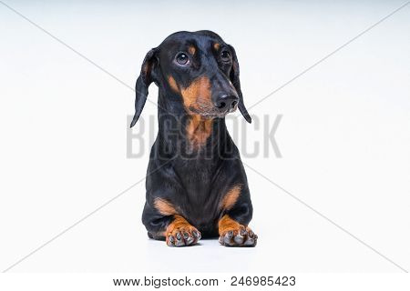 A Dog (puppy) Of The Dachshund  Breed, Black And Tan On Isolated On Gray Background