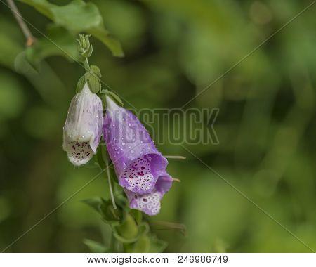 Foxglove Digitalis Flower In Summer Day In Krkonose Mountains