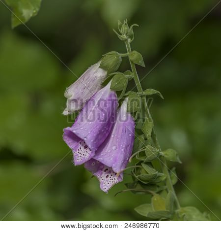 Foxglove Digitalis Flower In Summer Day In Krkonose Mountains