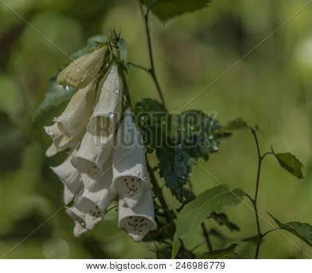 Foxglove Digitalis Flower In Summer Day In Krkonose Mountains