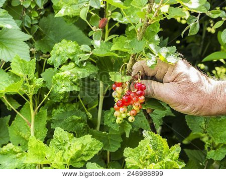 Caucasian Man Picking Redcurrants Gooseberries Ribes Rubrum In The Orchard During Summer, France