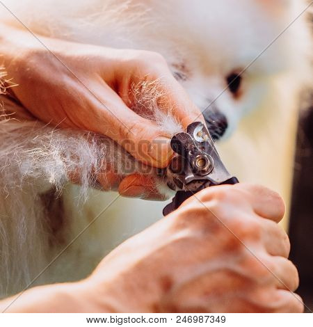 Pomeranian Dog On The Table For Grooming In Salon For Dogs. Toned Image. The Concept Of Popularizing