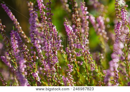 Vibrant Pink Common Heather Calluna Vulgaris Blossoming Outdoors. Botanical Photo. Floral Background