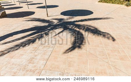 The Palm Shadows On The Pavement On Sunny Day.