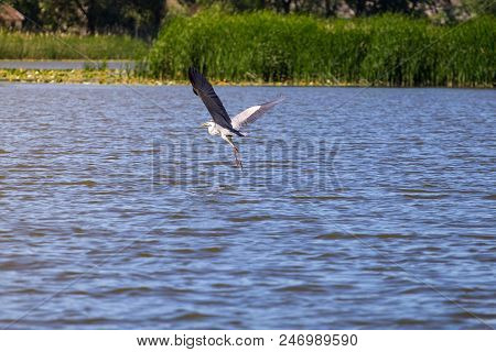 Grey Heron Ardea Cinerea In Flight, Vinnitsa Region, Ukraine.