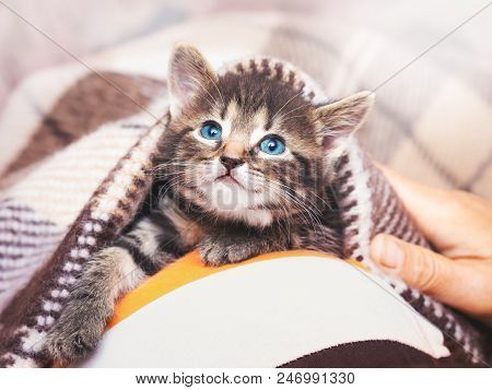 A Little Kitten With Blue Eyes Looks From Under The Plaid. Kiten Under A Blanket In The Morning Afte