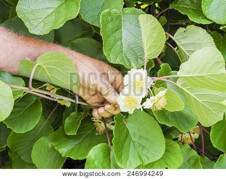 Kiwi Fruit Flowers Tree In The Hand The Senior Gardener, France