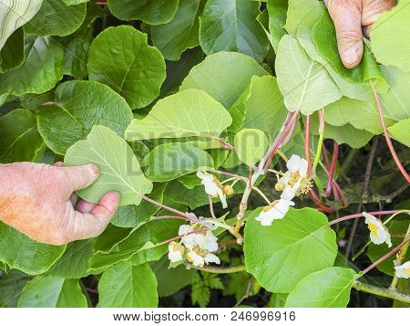 Kiwi Fruit Flowers Tree In The Hand The Senior Gardener, France