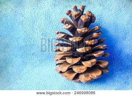 Brown Pine Cone On A Blue Background