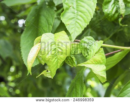 Rosy Apple Aphid, Dysaphis Plantaginea, Plant Disease, Detail Of Affected Leaf. France