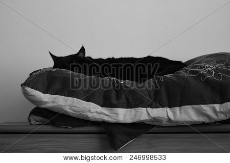 Chomutov, Czech Republic - June 17, 2018. Black Cat Named Violka Is Lying And Sleeping On Cushion In