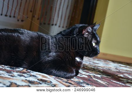 Chomutov, Czech Republic - June 19, 2018. Black Cat Named Violka Is Lying On Floor In The Living Roo