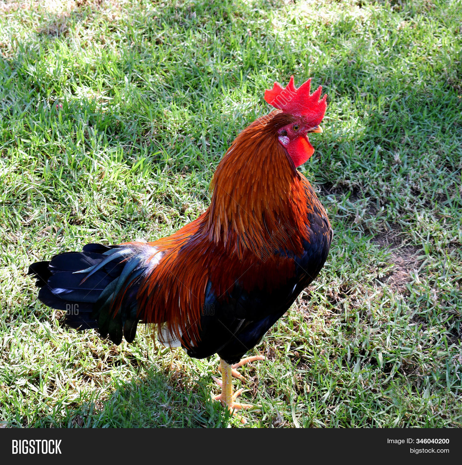 American Rooster Image & Photo (Free Trial) | Bigstock