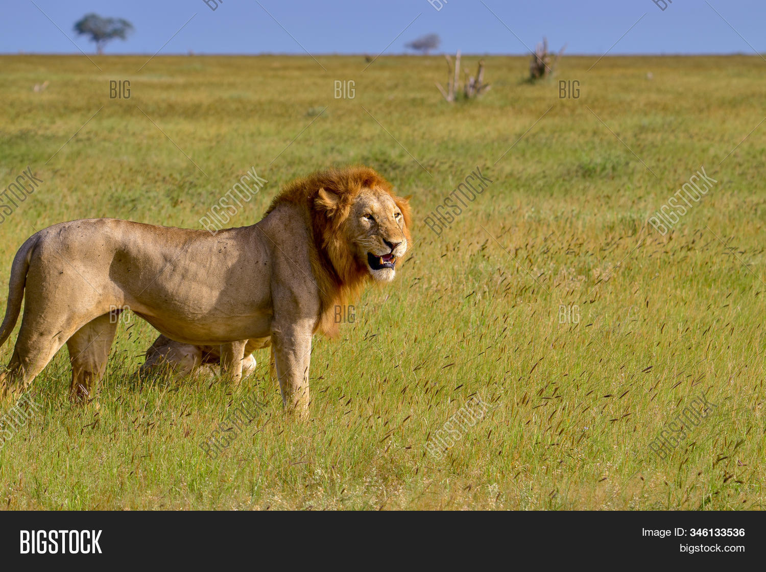 Lions Savannah Tsavo Image & Photo (Free Trial) Bigstock