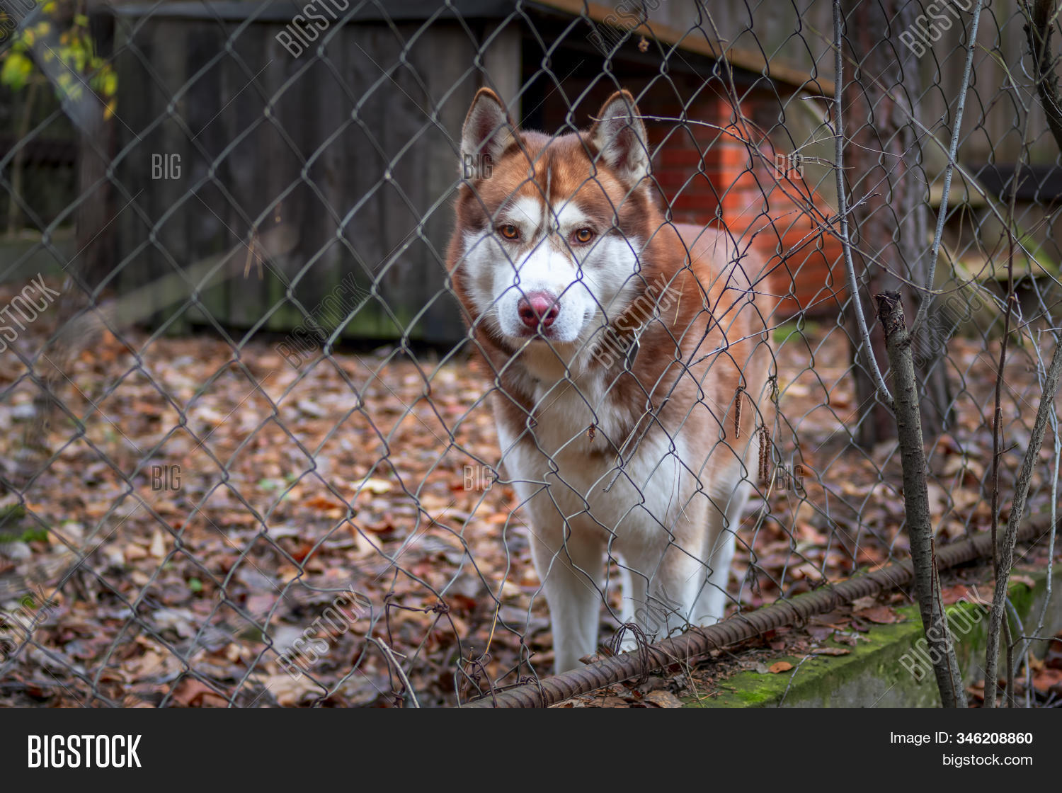 How Tall Of A Fence For A Husky