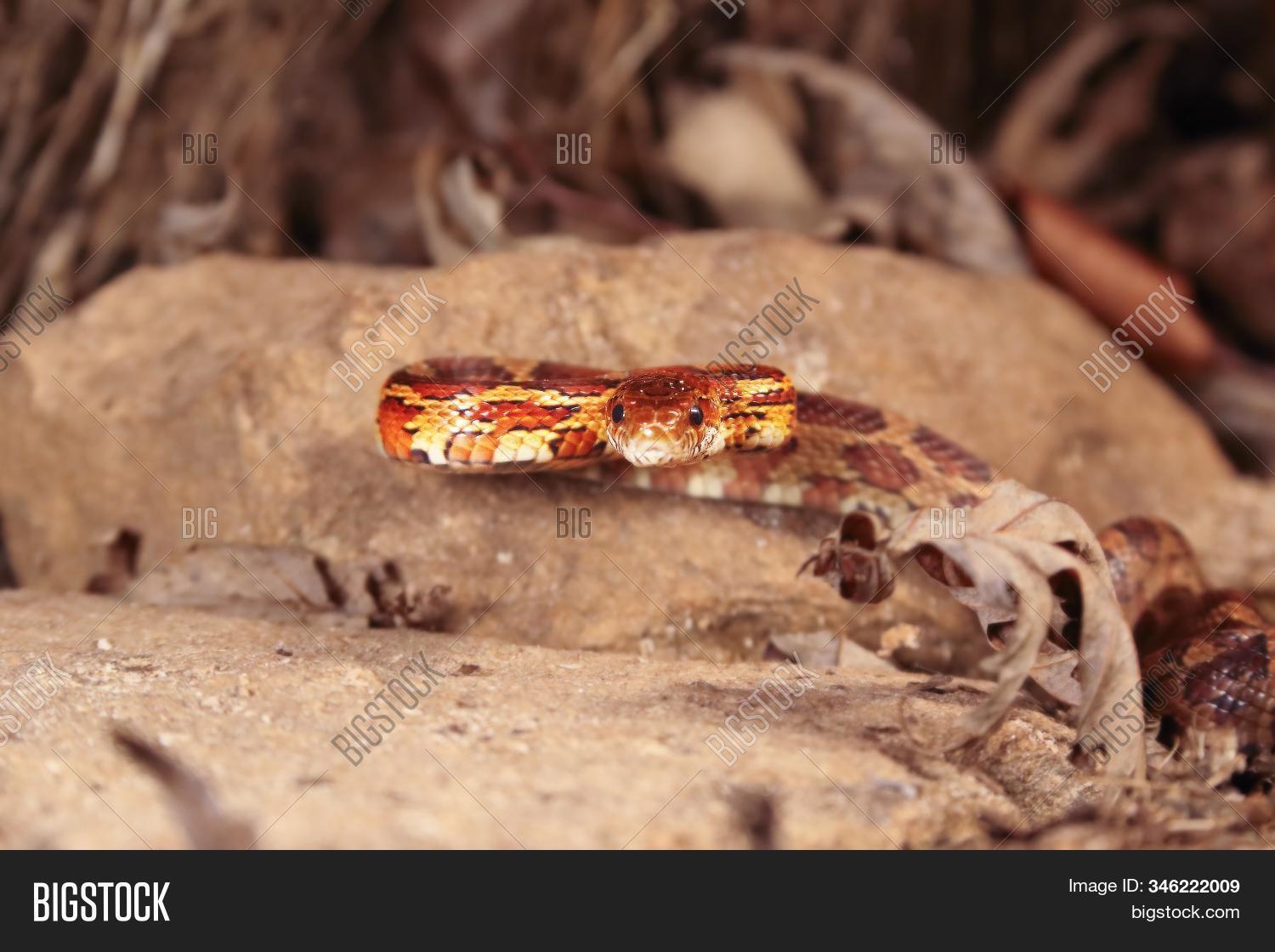 Corn Snake Image Photo Free Trial Bigstock