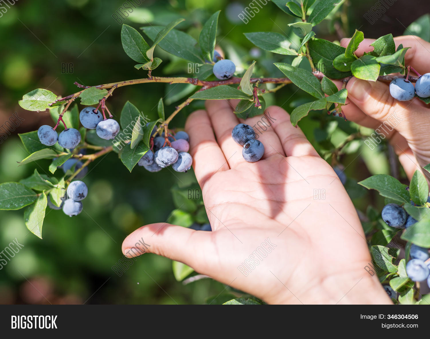 ягада. сон голубика. собирать чернику во сне для женщины. черника в лесу. как собирают голубику.