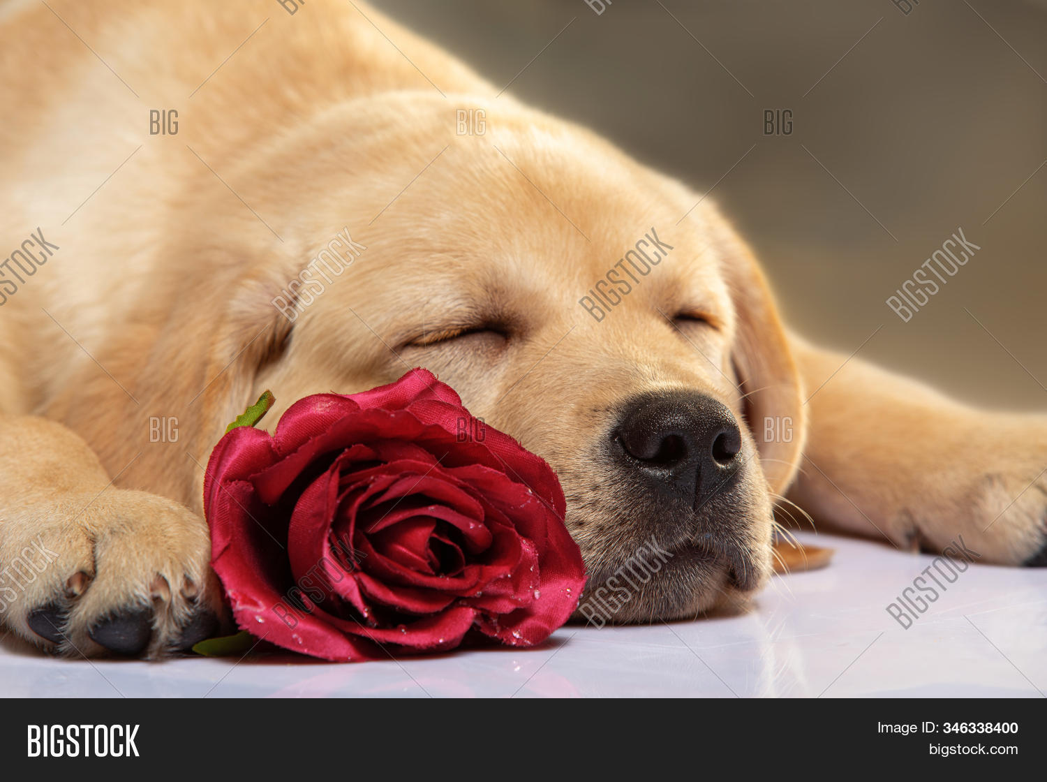 Dog Rose. Labrador Image & Photo (Free Trial) Bigstock
