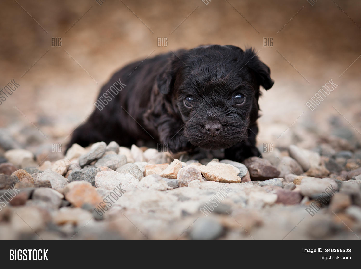baby black puppy