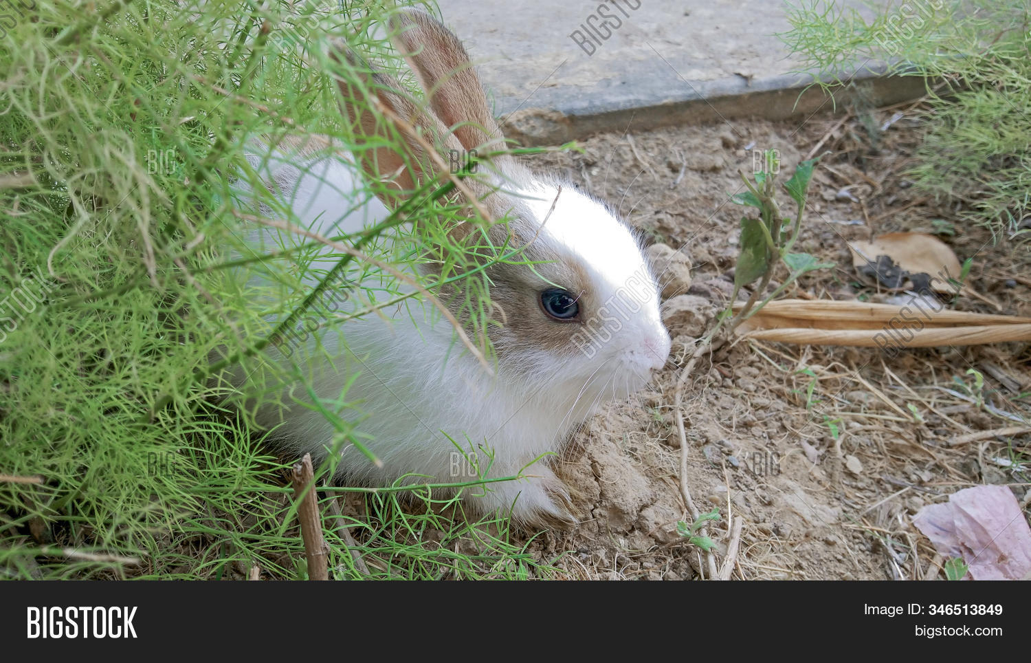 Baby Rabbit Sitting Image & Photo (Free Trial) | Bigstock
