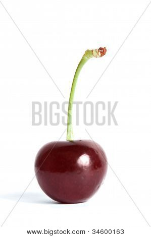 Cerise rouge isolé