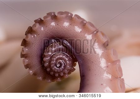 Wet Shiny Swirling Octopus Tentacles Seafood In A Jar, Macro Shot