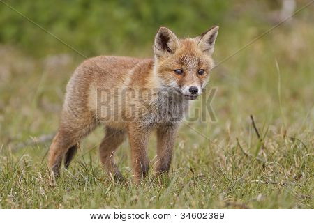 Jeune Fox