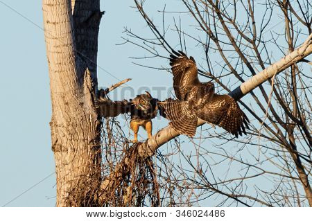 A Great Horned Owl Defending A Tree Branch When A Red Tailed Hawk Tries To Invade It. Located In Via