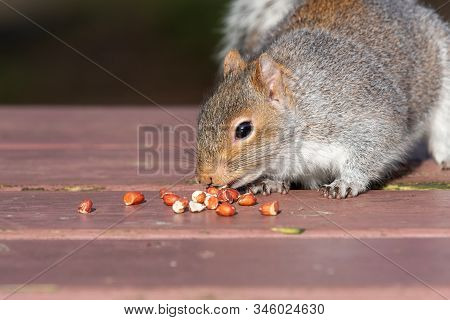 Portrait Of A Grey Squirrel (sciurus Carolinensis) Eating Nuts Off Of A Picnic Table.