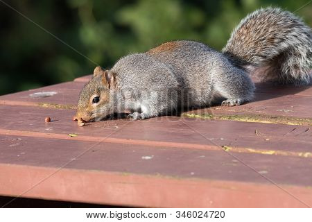 Portrait Of A Grey Squirrel (sciurus Carolinensis) Eating Nuts Off Of A Picnic Table.