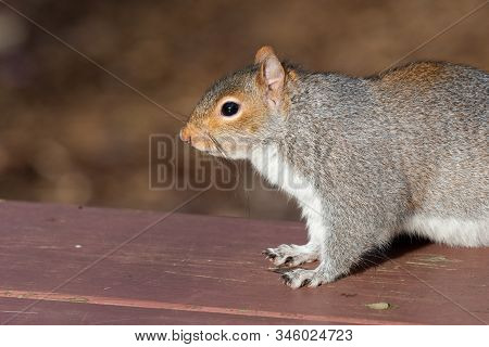 Portrait Of A Grey Squirrel (sciurus Carolinensis) On A Picnic Table In The Park.