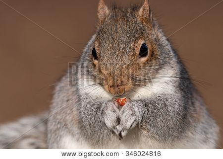 Portrait Of A Grey Squirrel (sciurus Carolinensis) Eating A Nut.