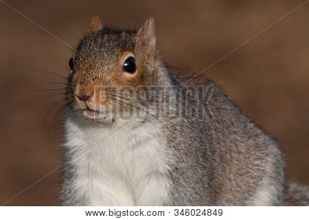 Close Up Portrait Of A Grey Squirrel (sciurus Carolinensis).