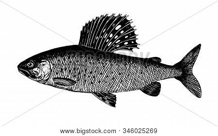 Siberian Grayling, Fish Collection. Healthy Lifestyle, Delicious Food. Hand-drawn Images, Black And 