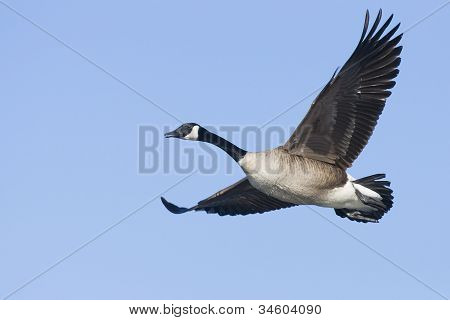 Canada Goose tijdens de vlucht