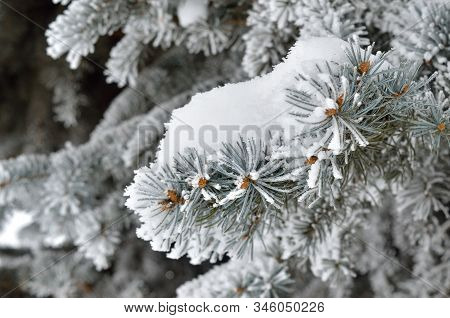 Pine Needles Covered Image & Photo (Free Trial) | Bigstock