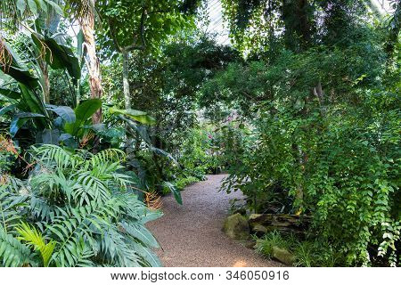 Path Through The Botanical Garden In Vienna Palmenhaus With A Tropical Plants And Trees, Austria