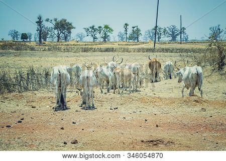 A Herd Of White African Cows Walks Through The Savannah Near Dakar, Senegal. Baobabs Are Visible In 