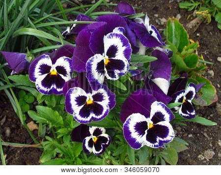 Pansy, Botany Name Viola Wittrockiana, Family Violaceae