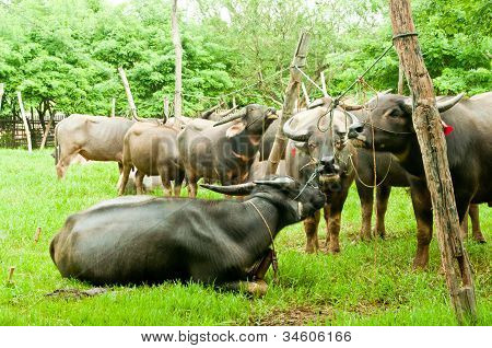 Buffalo