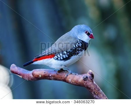 Red Grey Diamond Firetail Finch Plumage Close Up. Native Of Australia, Now All Over The World