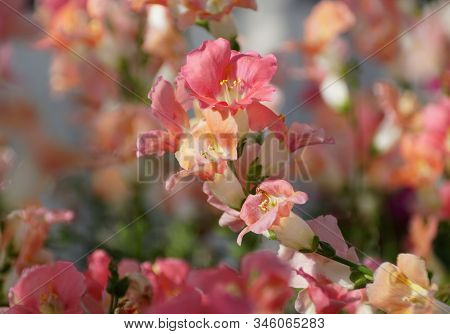 Beautiful Pink Color Of Chantily Bronze Snapgradon Flowers
