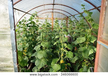 Cucumbers In The Greenhouse Before Harvest. Home Business