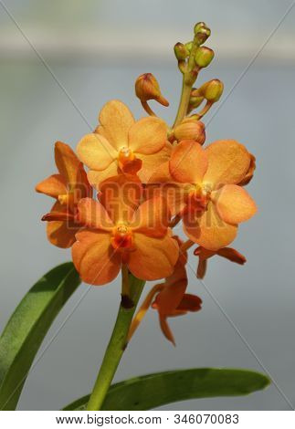 Orange Color Mokara Orchids On A White Isolated Background