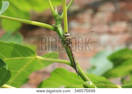 Immature migrant hawker dragonfly, Aeshna mixta, on the stem of a plant in a garden with a blurred red brick wall and leaves in the background.