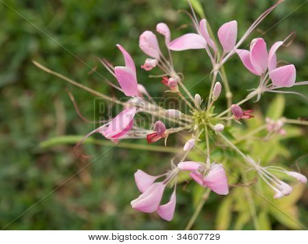 Cleome o fiore di ragno, un alto fiorito annuale
