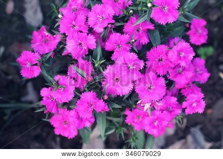 Pink And White Blooming Gillyflower Carnation Flowers.gillyflower Is The Carnation Or A Similar Plan